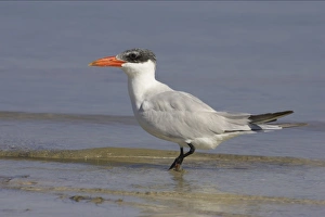 Images Dated 16th March 2006: Caspian Tern. Fort de Soto, florida, USA BI001627