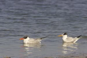 Caspian Tern & Royal tern (Sterna maxima) in water