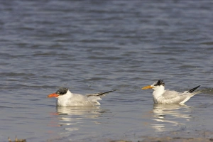 Images Dated 16th March 2006: Caspian Tern & Royal tern (Sterna maxima) in water. Fort de Soto, florida, USA BI001631