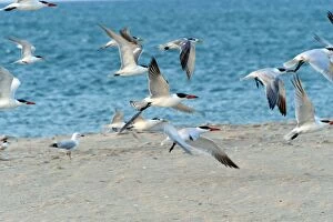Caspian Terns, Crested Terns (Sterna bergii), Silver Gulls -