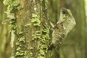 Iguanas Prints: Casque-headed Basilisk - Old Man Lizard - Helmeted Iguana Cahuita N. P. Costa Rica