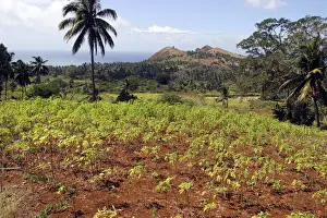 Cassava / Manioc Grande Comore Indian Ocean