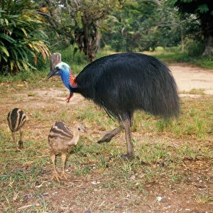 Images Dated 15th January 2008: Cassowary - male & chicks