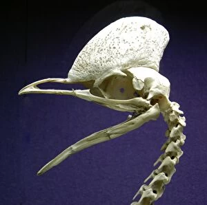 Images Dated 3rd August 2012: Cassowary - skull