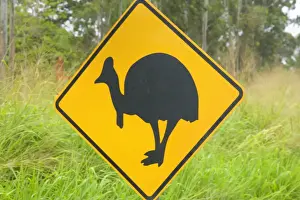 Signs Prints: Cassowary warning sign - roads