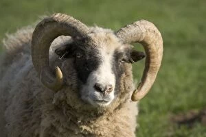 Farm Animals Collection: Castlemilk Moorit ram at Cotswold Farm Park, UK The farm includes a collection of rare breeds of