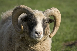 Farm Animals Collection: Castlemilk Moorit ram at Cotswold Farm Park, UK The farm includes a collection of rare breeds of