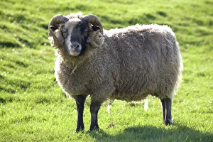 MAB-34 Castlemilk Moorit ram at Cotswold Farm Park UK The farm park houses a large collection of rare breeds of cattle, sheep, pigs and pultry and is situated next to a working farm in Temple Guiting, Gloucestershire Mark Boulton Please note that prints are for personal display purposes only and may not be reproduced in any way Castlemilk Moorit ram at Cotswold Farm Park