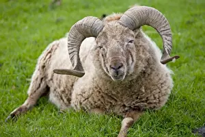 Castlemilk Morrit ram sheep - Cotswold Farm Park Temple Guiting Glos UK