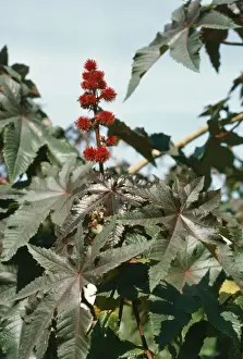Castor Oil Plant SGI 3785 © / ARDEA LONDON
