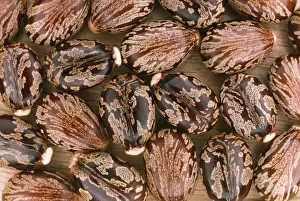 Castor Oil Seeds JLMO 1338 Ricinus communis © John Mason / ARDEA LONDON