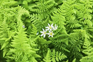 Ferns Gallery: Castroville, Texas, USA. Ferns in the Texas Hill Country