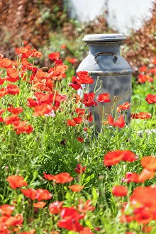 Hill Gallery: Castroville, Texas, USA. Old milk jug in poppies