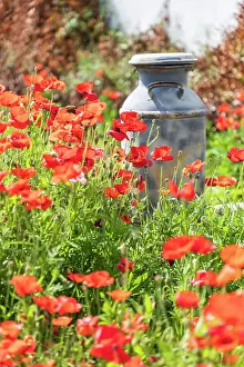 Historic Prints: Castroville, Texas, USA. Old milk jug in poppies in the Texas Hill Country