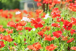 Historic Prints: Castroville, Texas, USA. Wild poppies in the Texas Hill Country. Date: 12-04-2021