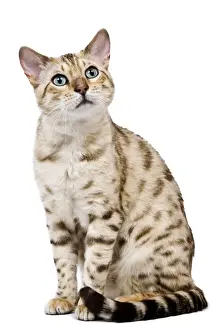 Cat - 1 year old Bengal Seal Mink Snow