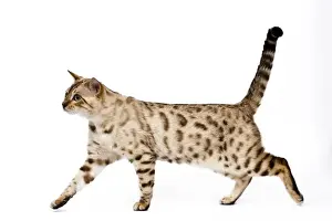 Bengal Prints: Cat - 1 year old Bengal Seal Mink Snow