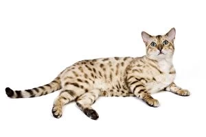 Cat - 1 year old Bengal Seal Mink Snow - standing