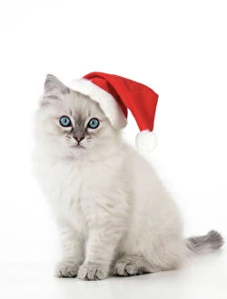 Christmas Hat Collection: CAT - 10 week old ragdoll kitten wearing Christmas hat Digital Manipulation: Hat (JD)