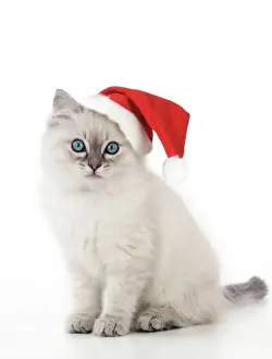 CAT - 10 week old ragdoll kitten wearing Christmas hat Digital Manipulation: Hat (JD)