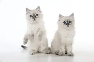 Semi Longhair Prints: CAT - 10 week old ragdoll kittens