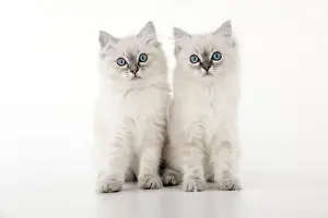 CAT - 10 week old ragdoll kittens