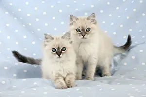 CAT - 10 week old ragdoll kittens