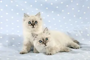 Spots Prints: CAT - 10 week old ragdoll kittens