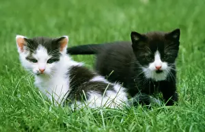 Cat 2 Domestic kittens in garden