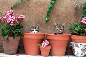 CAT - 2 Kittens in flowerpots, by geraniums