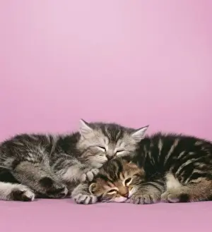 Cat - 2 kittens lying down together Digital Manipulation: background colour, eyes closed