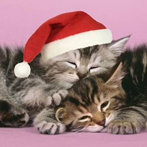Kitten in a Christmas hat
