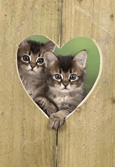 Images Dated 28th April 2016: Cat 2 Tabby kittens about 7 weeks old in heart shape wood