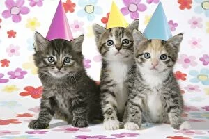 Kittens Collection: Cat - 3 Kittens sitting next to each other wearing party hats. Floral background