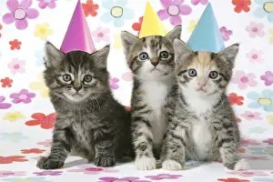 Cat - 3 Kittens sitting next to each other wearing party hats. Floral background