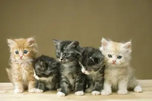 Five Prints: Cat - 5 kittens sitting together in a row