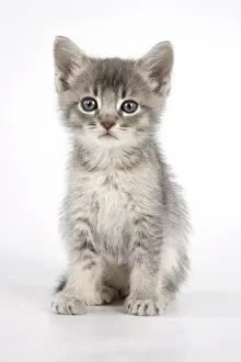 Cat - 6 week old Somali cross Asian kitten