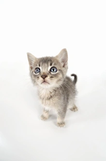 Images Dated 1st June 2008: Cat - 6 week old Somali cross Asian kitten