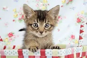 Cat - 6 week old Somali cross Asian kitten
