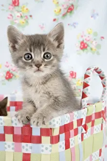 Cat - 6 week old Somali cross Asian kitten