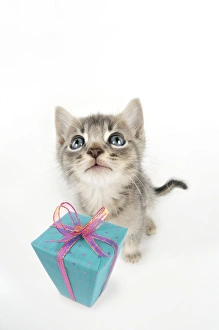 Images Dated 1st June 2008: Cat - 6 week old Somali cross Asian kitten with present. Digital Manipulation: present JD