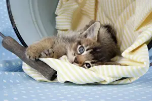 Cat - 6 week old Somali cross Asian kitten in bucket