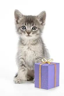 Celebration Prints: Cat - 6 week old Somali cross Asian kitten with present Digital Manipulation: present JD