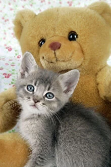 Cat - 6 week old Somali cross Asian kitten with teddy bear