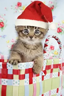 Kitten Prints: Cat - 6 week old Somali cross Asian kitten wearing A Christmas hat Digital Manipulation: Christmas hat (JD)