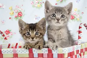 Cat - 6 week old Somali cross Asian kittens