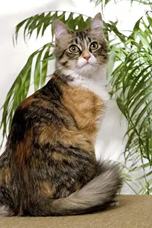 Cat - 7 month kitten