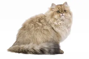 Cat - 7 month old Persian Kitten - Black golden-shell
