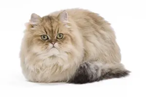 Cat - 7 month old Persian Kitten in studio - Black golden-shell