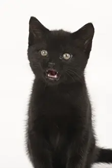 Open Prints: CAT. 7 week old black kitte nlicking lips mouth open, studio, white background